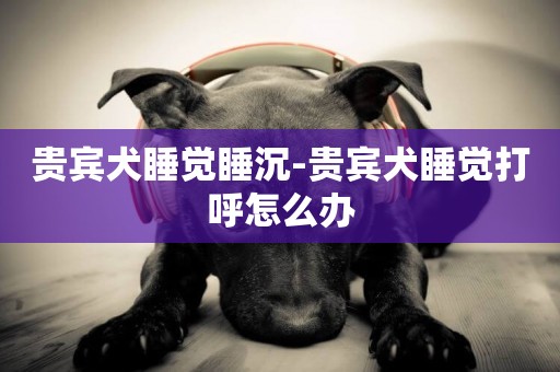 贵宾犬睡觉睡沉-贵宾犬睡觉打呼怎么办